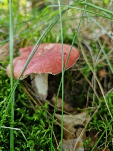 Gołąbek