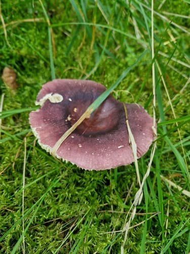Gołąbek