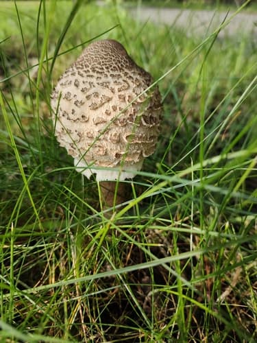 Czubajka kania