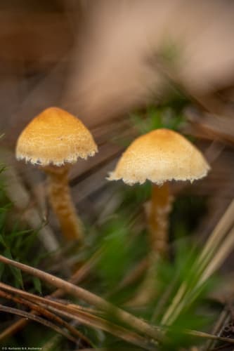 Ziarnówka ochrowożółta