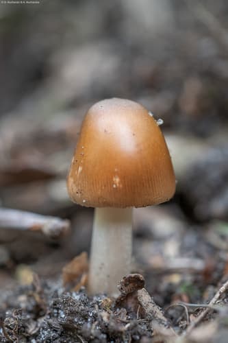 Muchomor rdzawobrązowy