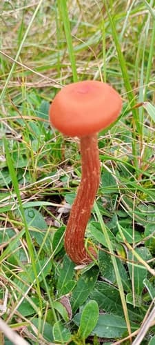 Lakówka dwubarwna