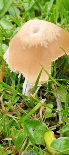 Kruchaweczka zaroślowa