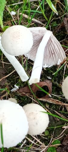 Kruchaweczka zaroślowa