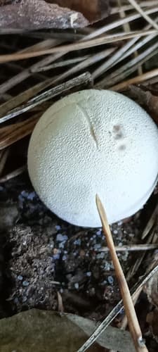 Purchaweczka spłaszczona