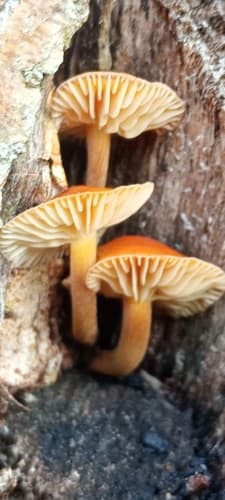 Płomiennica zimowa