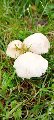 Kruchaweczka zaroślowa