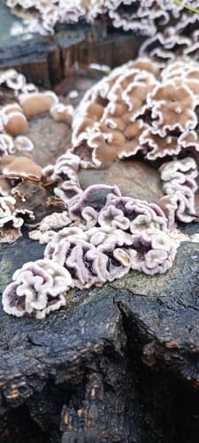 Chrząstkoskórnik purpurowy
