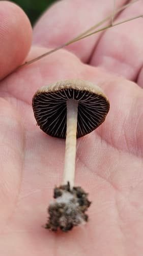Kruchaweczka wysmukła