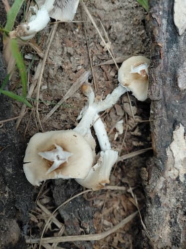 Kruchaweczka zaroślowa