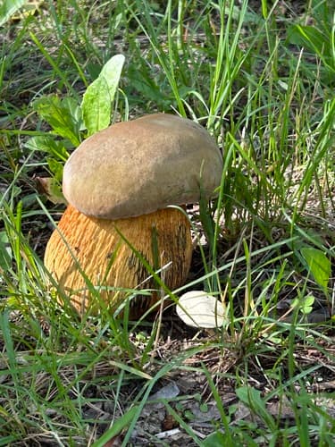 Modroborowik ponury