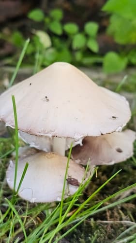 Kruchaweczka zaroślowa