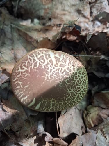 Xerocomellus