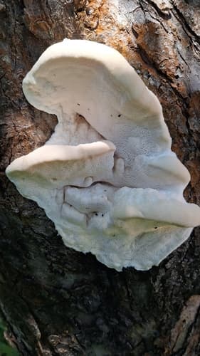Aurantiporus fissilis