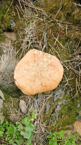 Twardoskórzak łuskowaty
