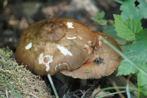 Drobnołuszczak jeleni