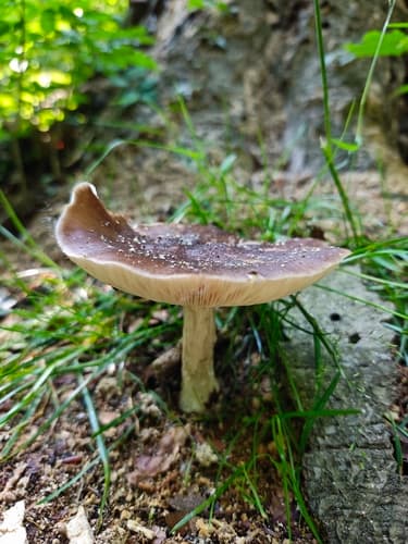 Pluteus