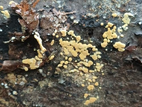 Botryobasidium aureum