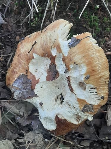 gołąbek śmierdzący