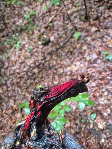 Phanerochaete sanguinea