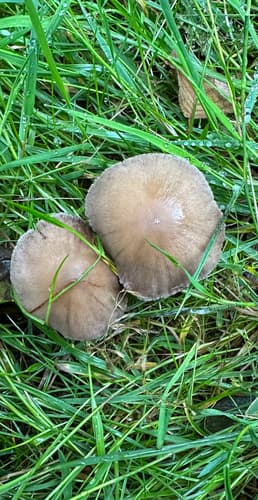 Kruchaweczka zaroślowa