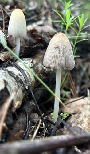 Coprinellus