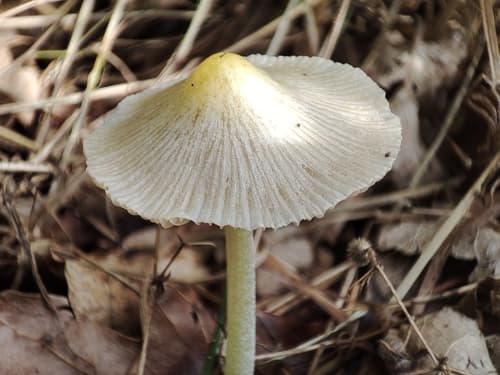 Gnojanka