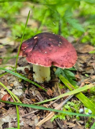 Gołąbek ciemnopurpurowy