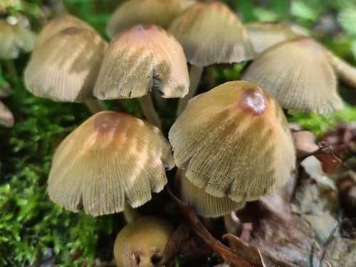 Coprinellus
