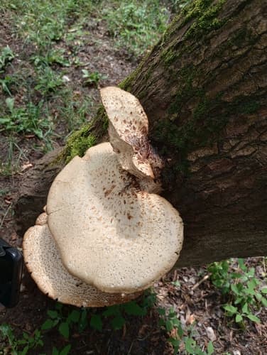 Żagiew Łuskowata