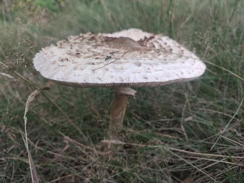 Czubajka