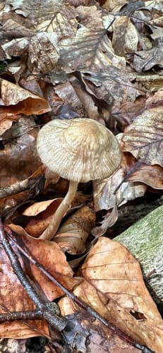 Marasmiineae