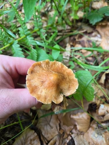 Gymnopus