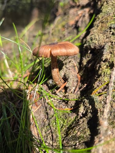 Inocybe