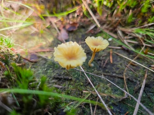 Lichenomphalia