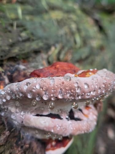 Pniarek