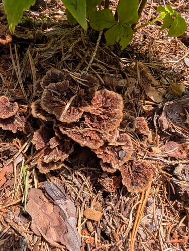 Chropiatka pospolita