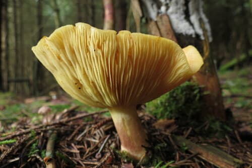 Tricholomopsis