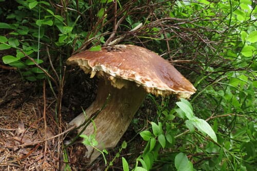Borowik