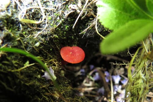 Coccineae