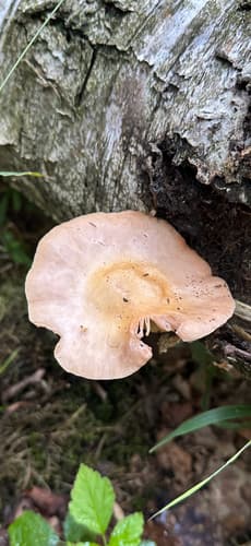 Pluteus
