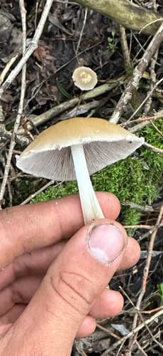 Kruchaweczka zaroślowa