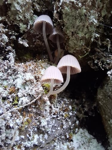 Coprinellus