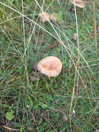 Gołąbek żółciowy