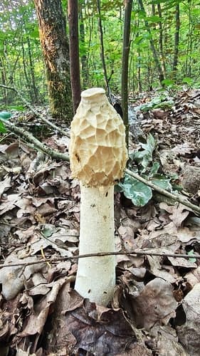 Phallus