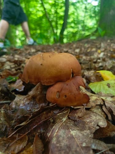 Rhodocybe gemina