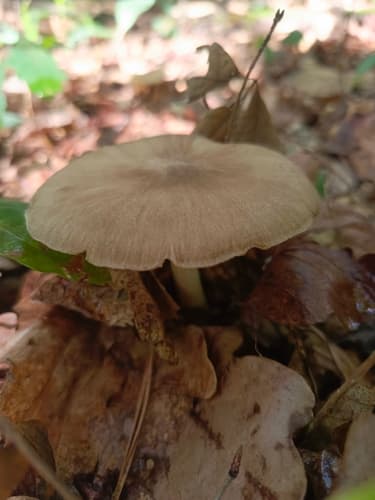 Pieniążnica szerokoblaszkowa