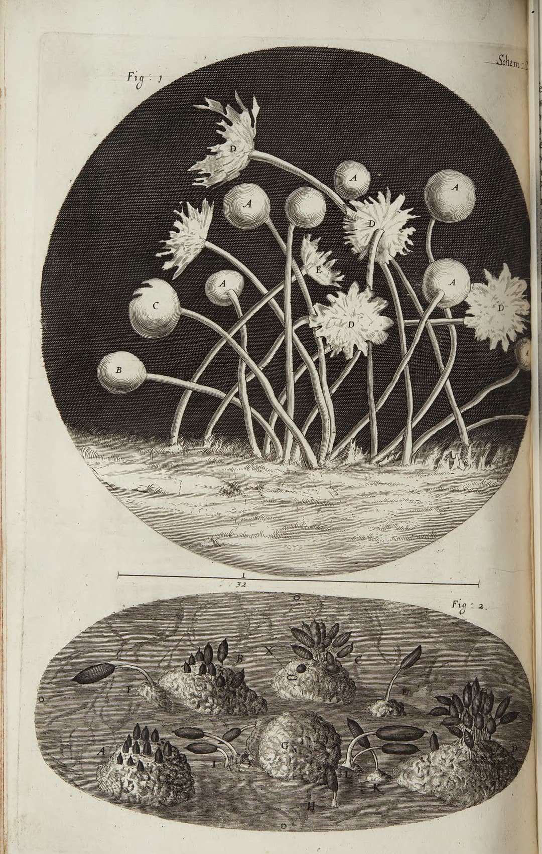 Robert Hooke