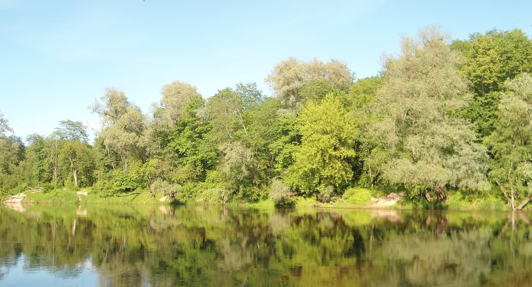 Zalesione brzegi rzeki Gauja