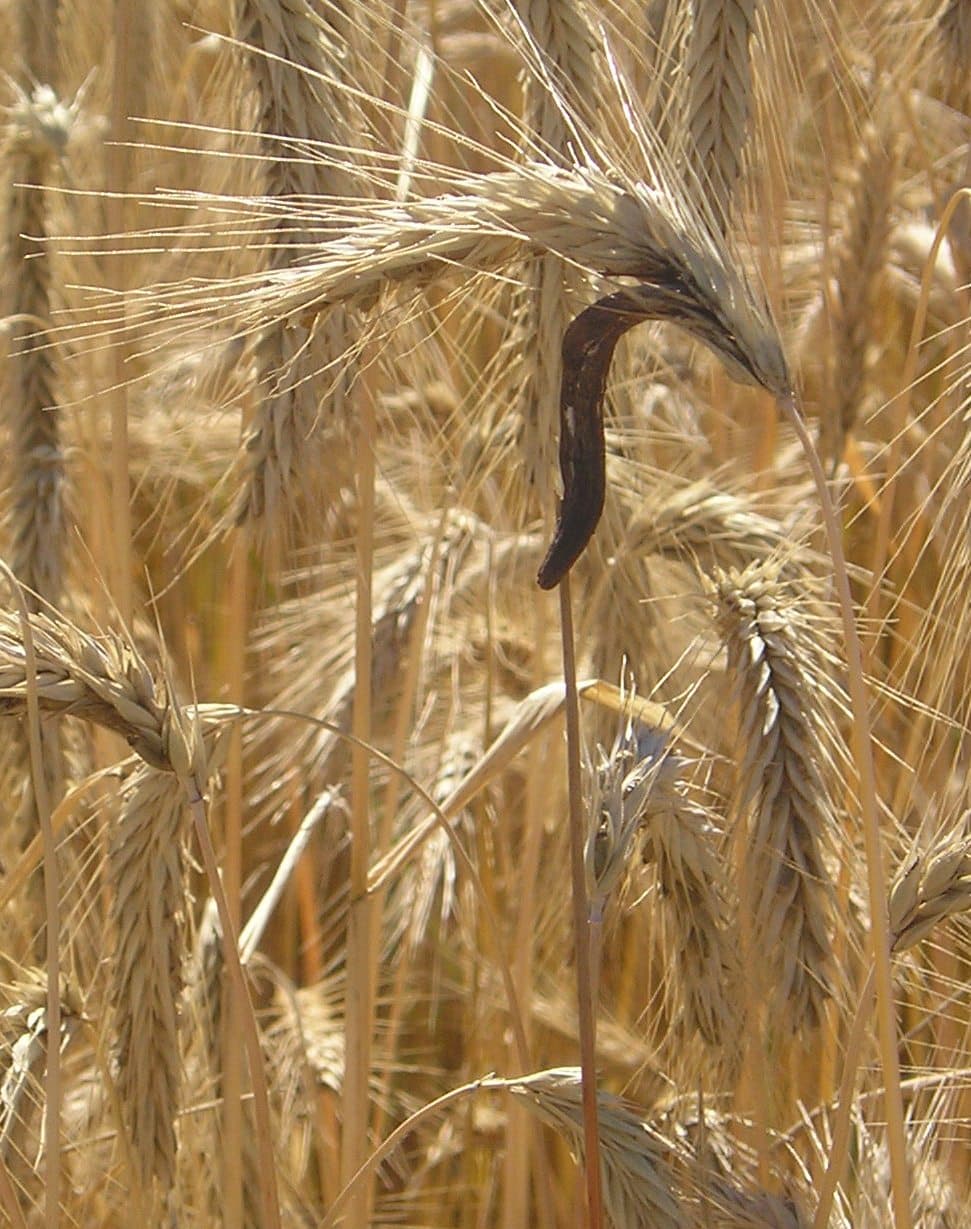 Ciemne sklerocja Claviceps purpurea na kłosie trawy